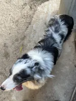 Kristy, a female Australian Shepherd for sale in Modesto, CA – Photo 2 of 3