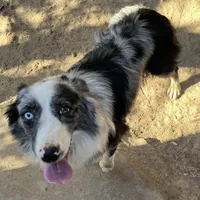 Kristy, a female Australian Shepherd for sale in Modesto, CA – Photo 1 of 3