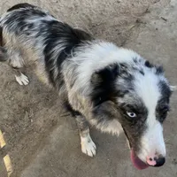 Kristy, a female Australian Shepherd for sale in Modesto, CA – Photo 3 of 3