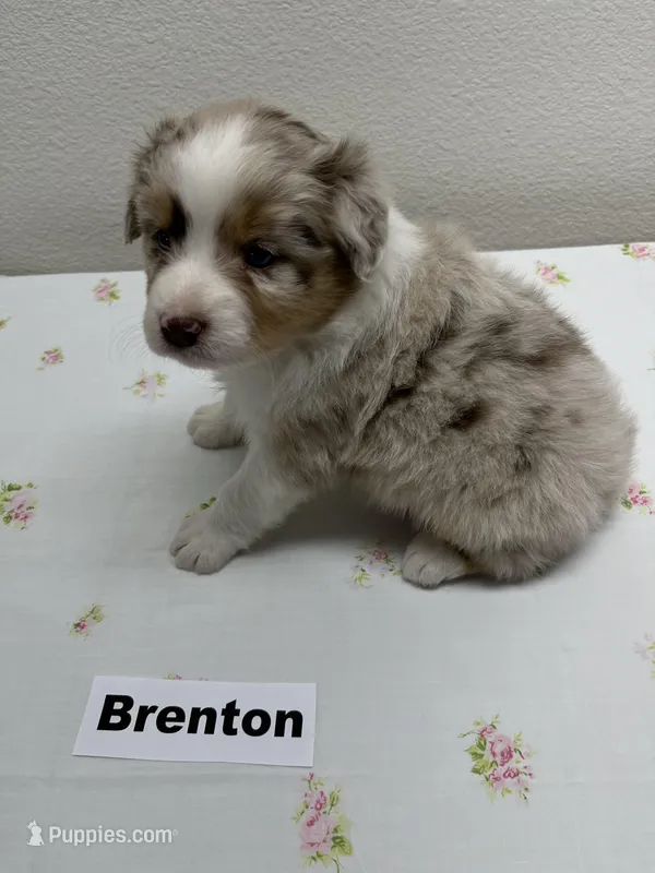 Brenton – Australian Shepherd puppy for sale in Modesto, CA