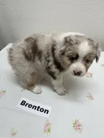 Brenton, a male Australian Shepherd for sale in Modesto, CA – Photo 4 of 5