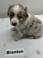 Brenton, a male Australian Shepherd for sale in Modesto, CA – Photo 2 of 5