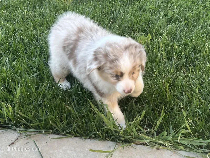 Brenton – Australian Shepherd puppy for sale in Modesto, CA