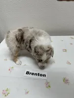 Brenton, a male Australian Shepherd for sale in Modesto, CA – Photo 5 of 5