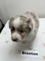 Brenton, a male Australian Shepherd for sale in Modesto, CA – Photo 3 of 5