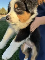 Casey, a female Australian Shepherd for sale in Modesto, CA – 5 of 10