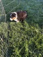 Jack, a male Australian Shepherd for sale in Modesto, CA – 2 of 7