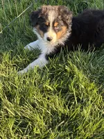 Jack, a male Australian Shepherd for sale in Modesto, CA – 6 of 7