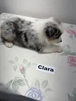 Clara, a female Australian Shepherd for sale in Modesto, CA – 6 of 7