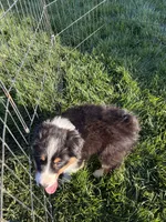 Jack, a male Australian Shepherd for sale in Modesto, CA – 4 of 7