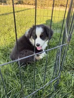 Ranger, a male Australian Shepherd for sale in Modesto, CA – 9 of 10