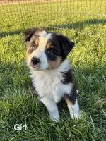 Casey, a female Australian Shepherd for sale in Modesto, CA – 2 of 10