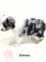 Emma, a female Australian Shepherd for sale in Modesto, CA – 2 of 4