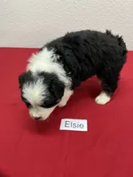 Elsie, a female Australian Shepherd for sale in Modesto, CA – Photo 9 of 10