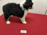 Elsie, a female Australian Shepherd for sale in Modesto, CA – Photo 2 of 10
