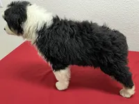 Elsie, a female Australian Shepherd for sale in Modesto, CA – Photo 4 of 10