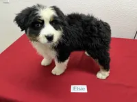 Elsie, a female Australian Shepherd for sale in Modesto, CA – Photo 1 of 10