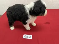 Elsie, a female Australian Shepherd for sale in Modesto, CA – Photo 6 of 10