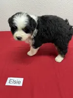 Elsie, a female Australian Shepherd for sale in Modesto, CA – Photo 7 of 10
