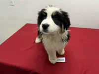 Elsie, a female Australian Shepherd for sale in Modesto, CA – Photo 3 of 10