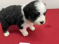 Elsie, a female Australian Shepherd for sale in Modesto, CA – Photo 5 of 10