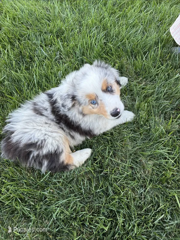 Stripes – Australian Shepherd puppy for sale in Modesto, CA