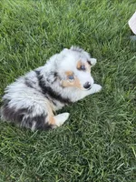 Stripes, a male Australian Shepherd for sale in Modesto, CA – 1 of 10