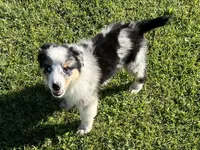 Albert, a male Australian Shepherd for sale in Modesto, CA – 2 of 9