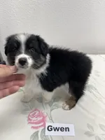 Gwen, a female Australian Shepherd for sale in Modesto, CA – 4 of 4