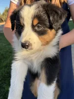 Casey, a female Australian Shepherd for sale in Modesto, CA – 3 of 10