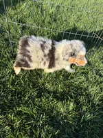 Stripes, a male Australian Shepherd for sale in Modesto, CA – 4 of 10