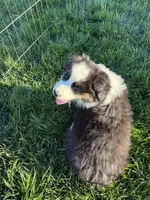 Ranger, a male Australian Shepherd for sale in Modesto, CA – 3 of 10