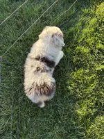 Stripes, a male Australian Shepherd for sale in Modesto, CA – 8 of 10