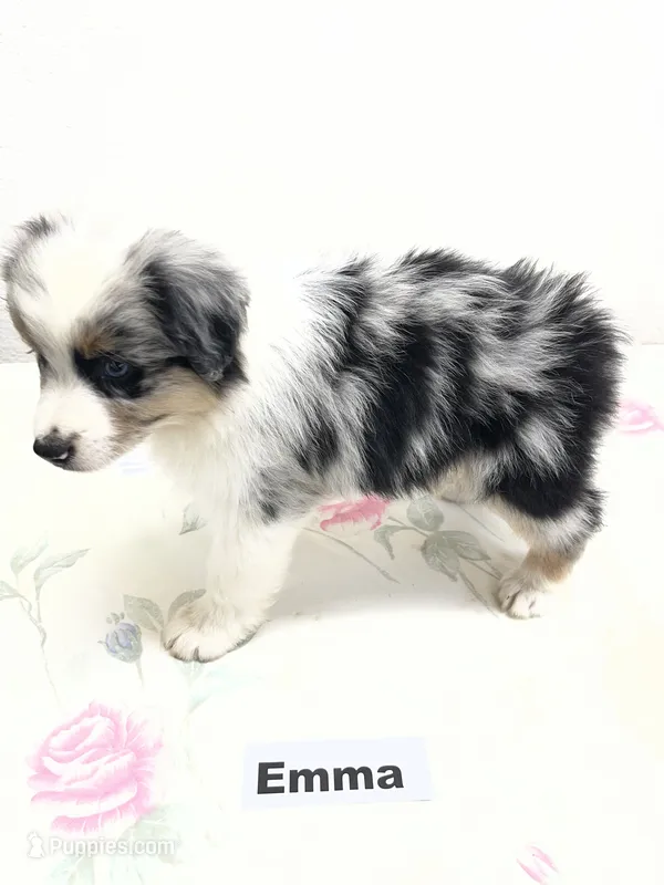 Emma – Australian Shepherd puppy for sale in Modesto, CA