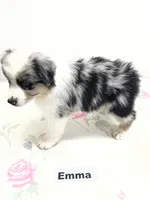 Emma, a female Australian Shepherd for sale in Modesto, CA – 4 of 4