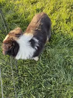 Casey, a female Australian Shepherd for sale in Modesto, CA – 6 of 10