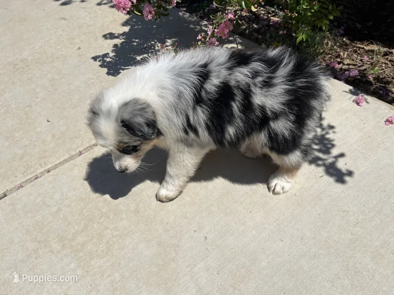 Emma – Australian Shepherd puppy for sale in Modesto, CA