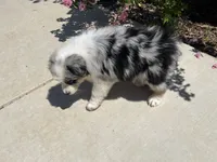 Emma, a female Australian Shepherd for sale in Modesto, CA – 1 of 4