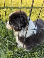 Ranger, a male Australian Shepherd for sale in Modesto, CA – 8 of 10