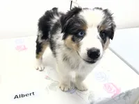 Albert, a male Australian Shepherd for sale in Modesto, CA – 8 of 9
