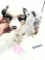 Debbie, a female Australian Shepherd for sale in Modesto, CA – 3 of 5