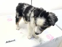 Albert, a male Australian Shepherd for sale in Modesto, CA – 6 of 9