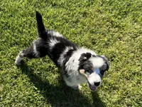Albert, a male Australian Shepherd for sale in Modesto, CA – 5 of 9
