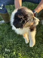 Jack, a male Australian Shepherd for sale in Modesto, CA – 7 of 7