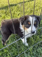 Casey, a female Australian Shepherd for sale in Modesto, CA – 10 of 10