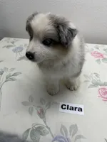 Clara, a female Australian Shepherd for sale in Modesto, CA – 5 of 7
