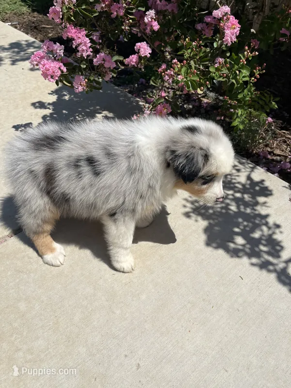Debbie – Australian Shepherd puppy for sale in Modesto, CA