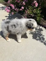 Debbie, a female Australian Shepherd for sale in Modesto, CA – 1 of 5