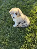 Stripes, a male Australian Shepherd for sale in Modesto, CA – 6 of 10