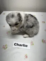 Charlie, a male Australian Shepherd for sale in Modesto, CA – Photo 4 of 6